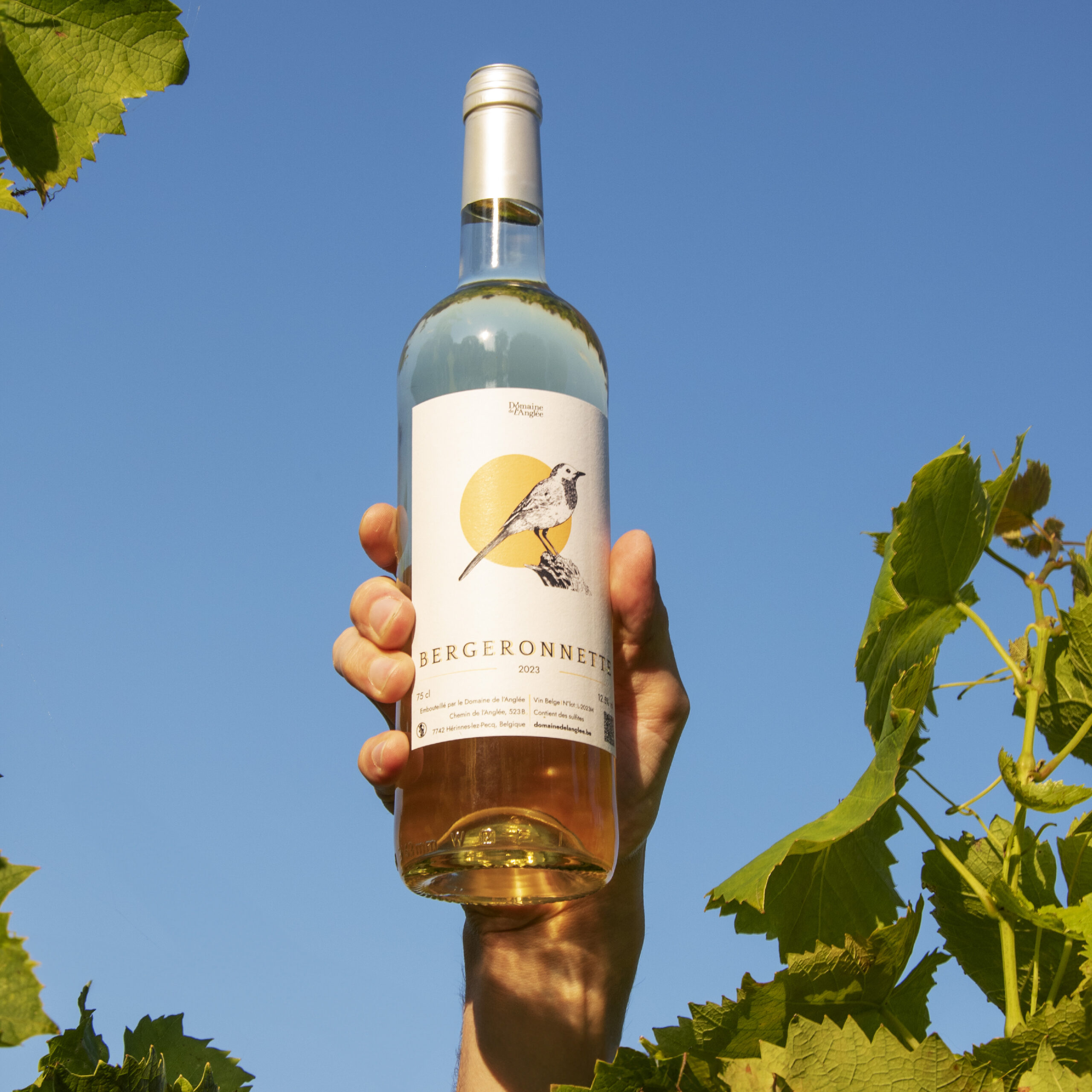 Illustration Vin blanc, Bergeronnette, étiquette domaine de l'Anglée - Graphiste Belge Pour Indépendants