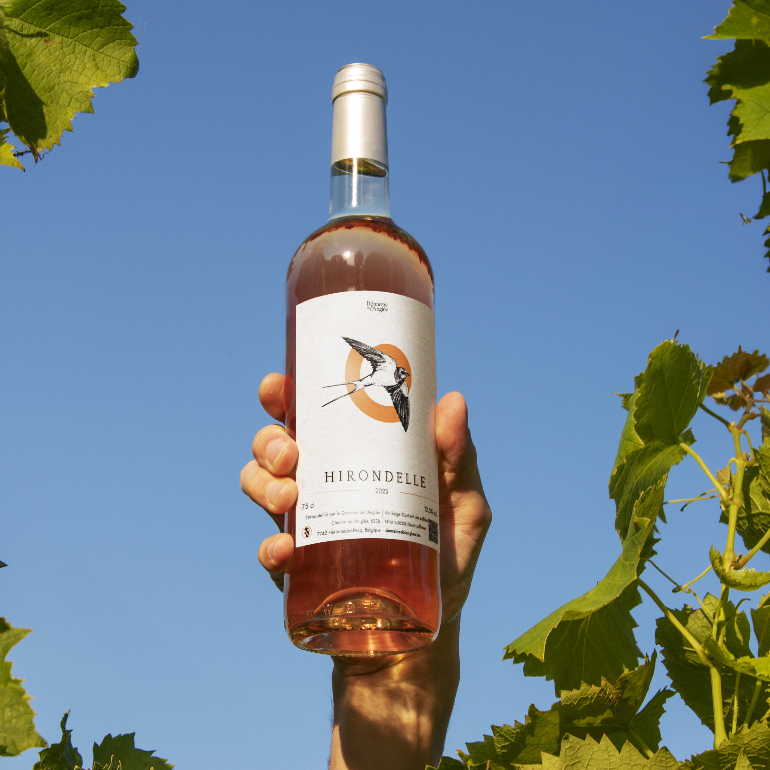 Illustration Vin rosé, hirondelle, étiquette domaine de l'Anglée - Graphiste Belge Pour Indépendants
