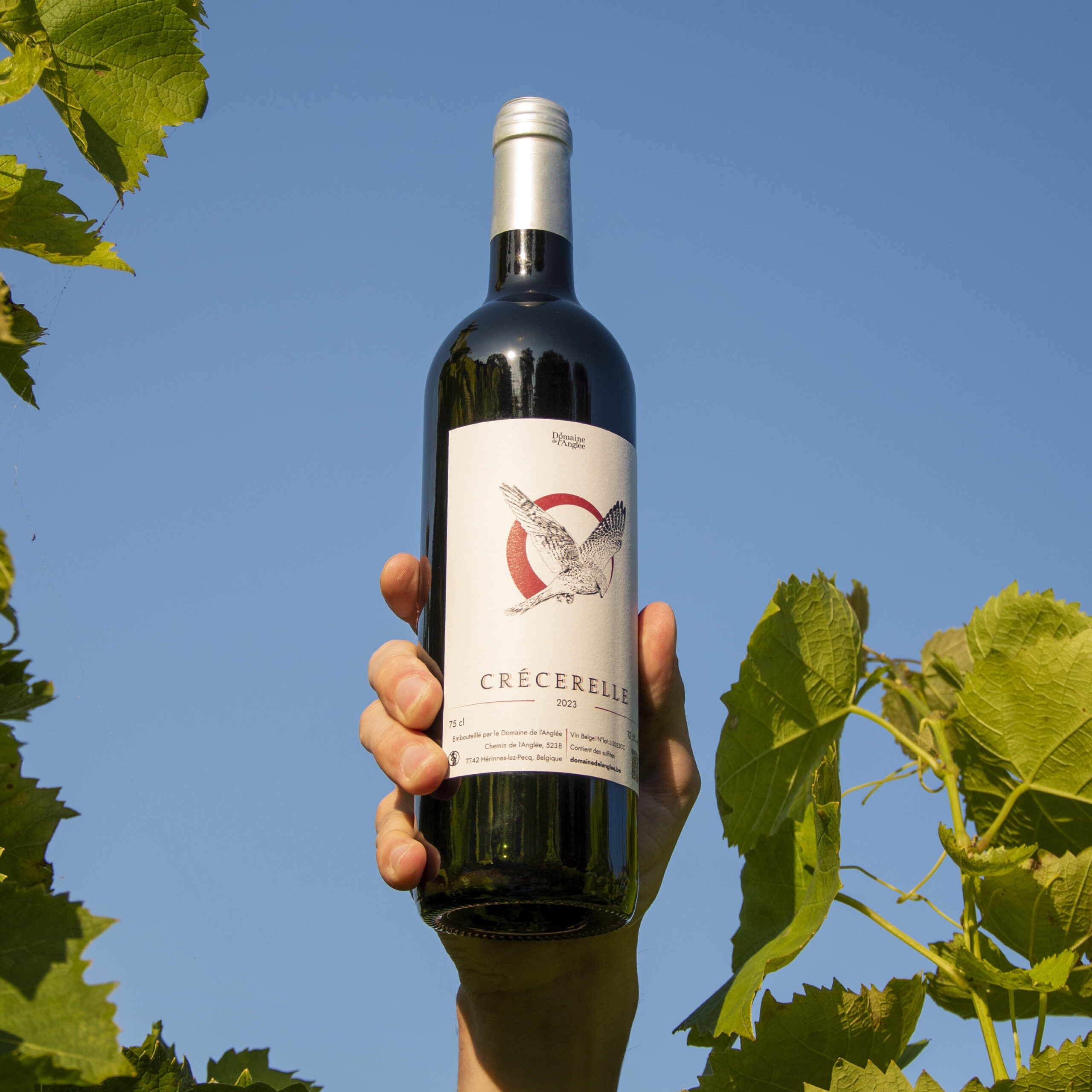 Illustration Vin rouge, crécerelle, étiquette domaine de l'Anglée - Graphiste Belge Pour Indépendants