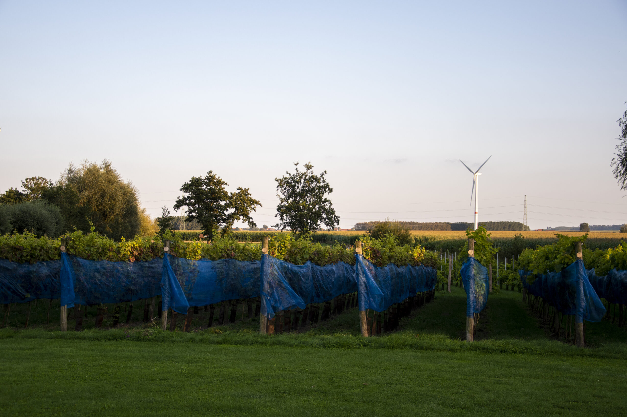 domaine de l'Anglée - Graphiste Belge Pour Indépendants