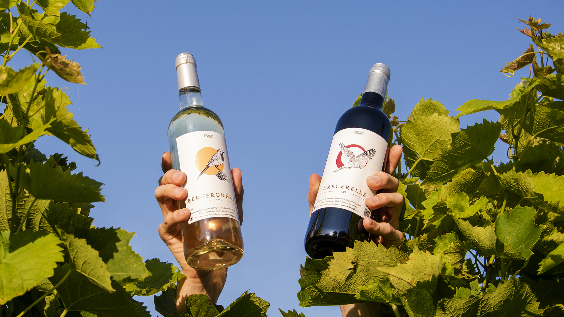 Illustration Vin blanc, Bergeronnette,Illustration Vin rosé, hirondelle, étiquette domaine de l'Anglée - Graphiste Belge Pour Indépendants
