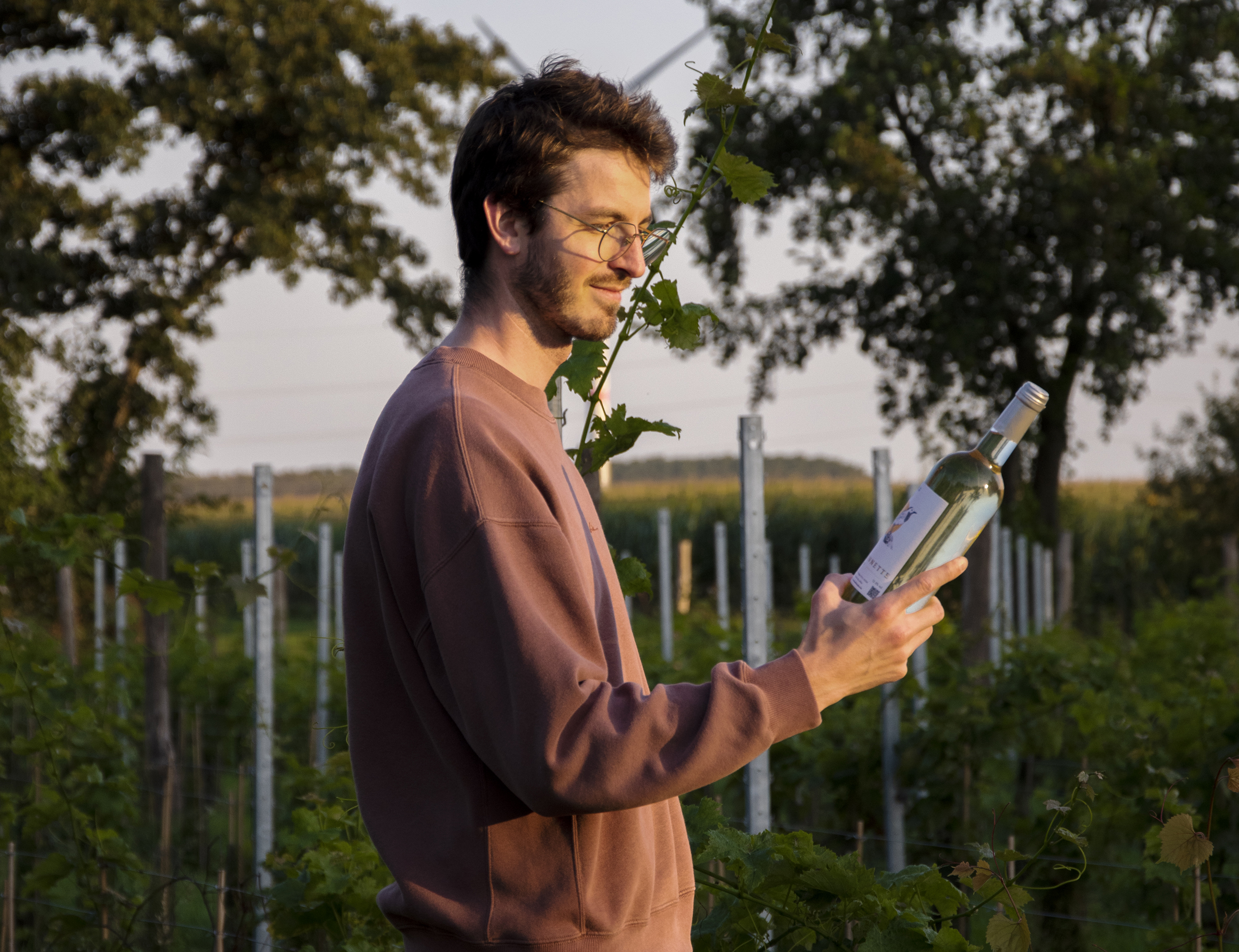 Gabriel Dumortier, Illustration Vin blanc, Bergeronnette, étiquette domaine de l'Anglée - Graphiste Belge Pour Indépendants