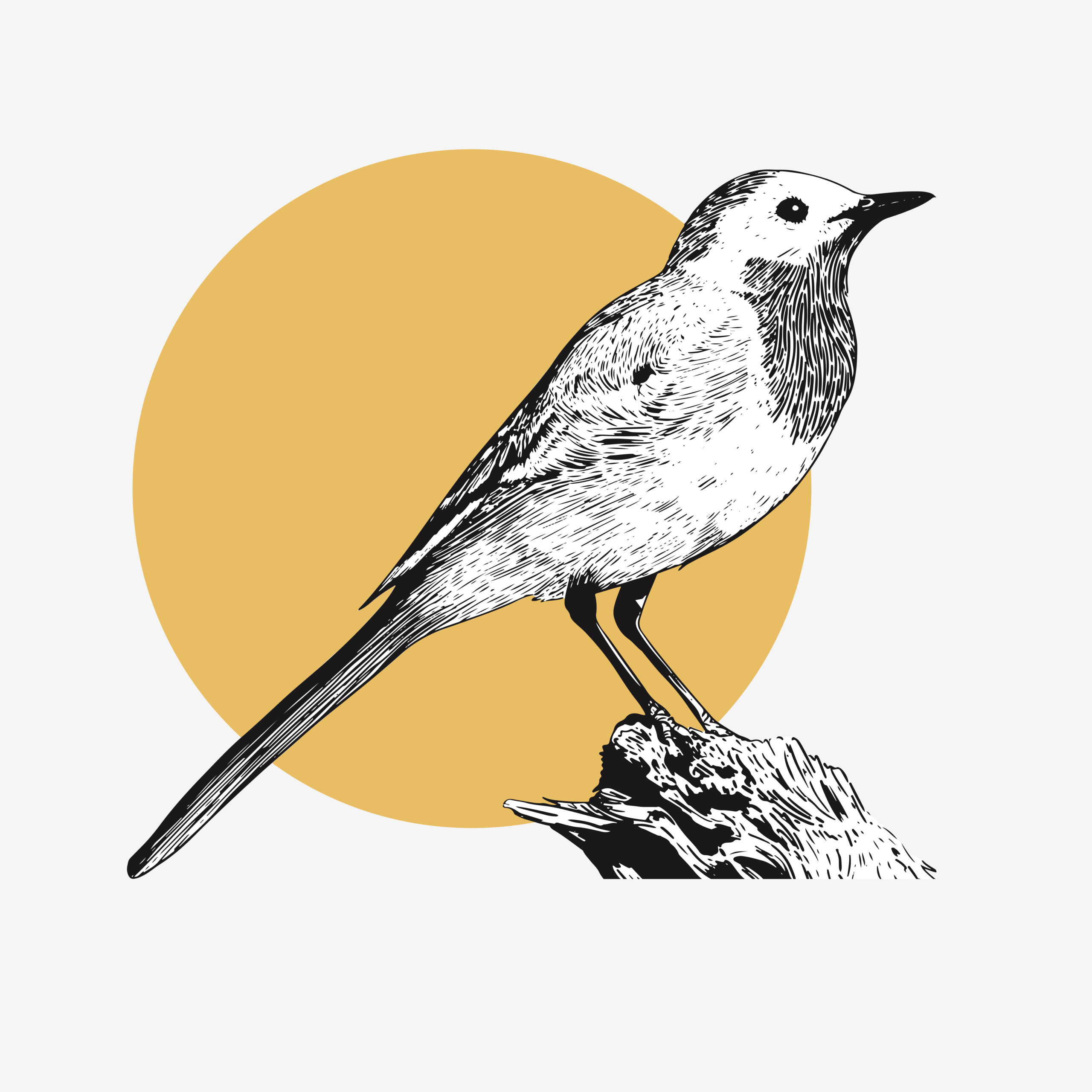Illustration Vin blanc, Bergeronnette, étiquette domaine de l'Anglée - Graphiste Belge Pour Indépendants